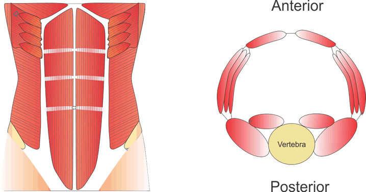 Dr. Esteban Torres | Cirujano Plástico Santiago, experto en reconstrucción de la pared abdominal.